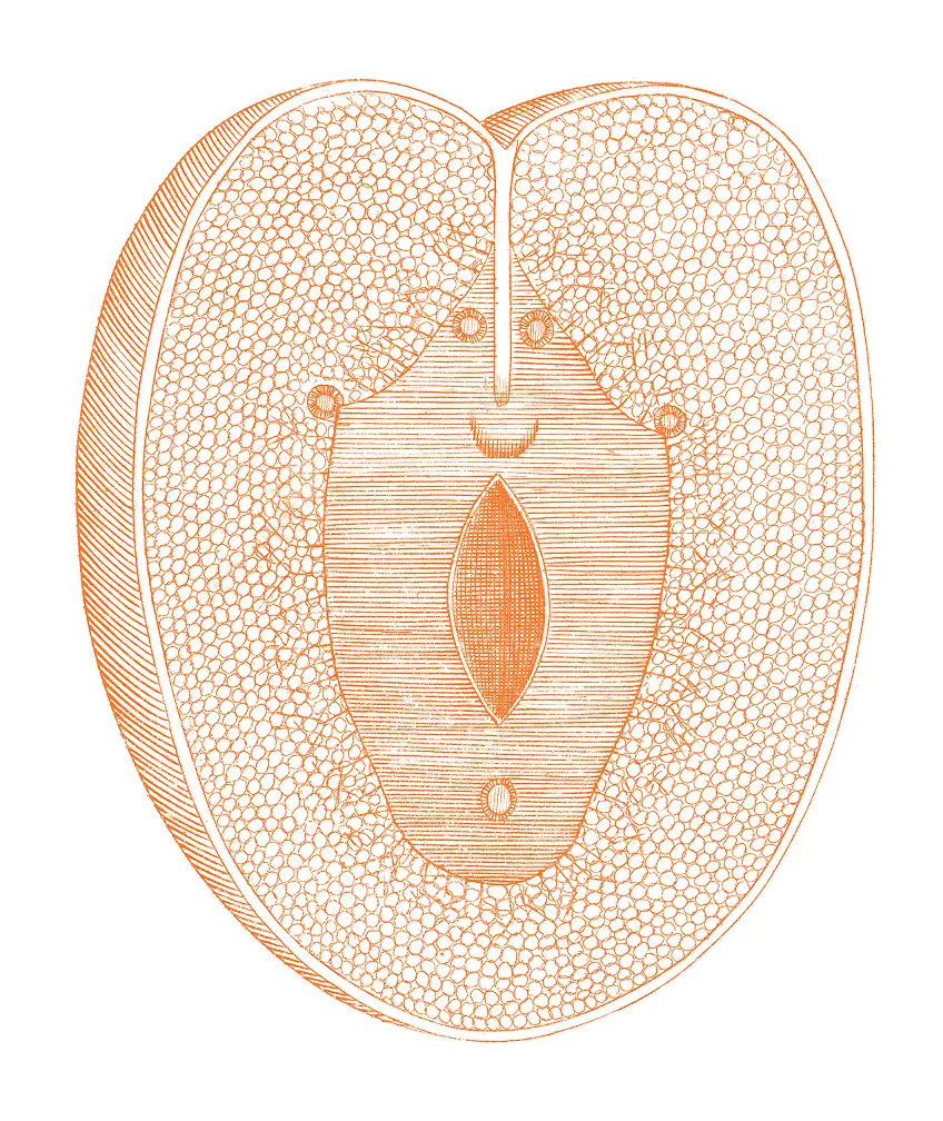 Illustration of a cross wection of a plant, used decoratively