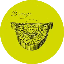 Borage (Borago officinalis) plant